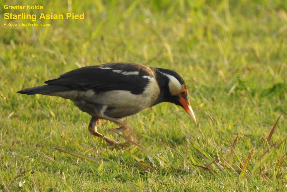 Starling Asian Pied (9) Coming Soon